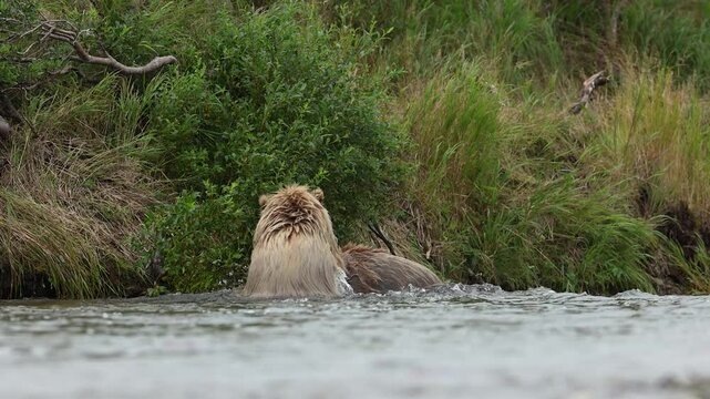 Bears fighting in Katmai, Alaska 