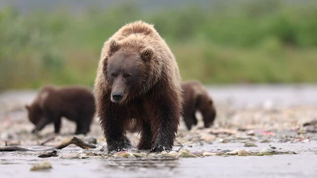 Brown Bear Fishing for Salmon in Katmai, Alaksa
