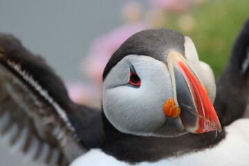 Puffin Bird Pink Flowers wings flapping close up 