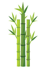 Bamboo vector illustration isolated on a white background