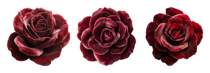 Naklejka premium Elegant Red Roses Arrangement For Floral Design