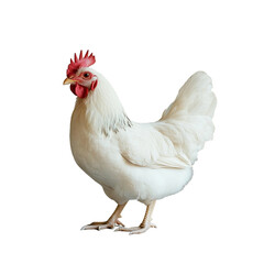 Fototapeta premium chicken isolated on white