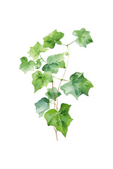 Naklejka premium Green leaves branch on a white background watercolor painting suitable for nature themed designs, botanical illustrations, and eco friendly branding. Generative AI