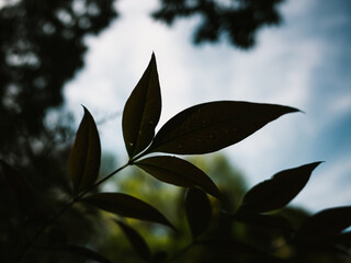 Plant leaves