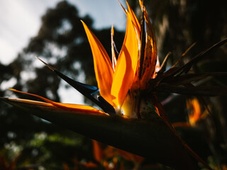 Obraz premium Strelitzia flower