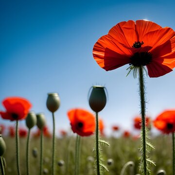 poppy and its balb