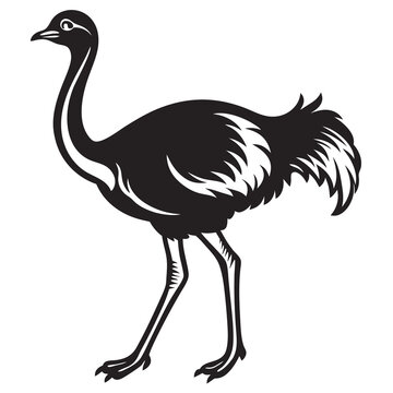 recommend clip art: Ostrich bird walking silhouette vector illustration
