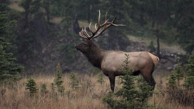 Bull elk bugling during the rut