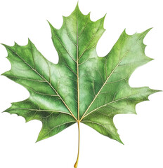 Fototapeta premium green leaf