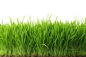 Fototapeta premium Forced perspective isolated green grass on white background