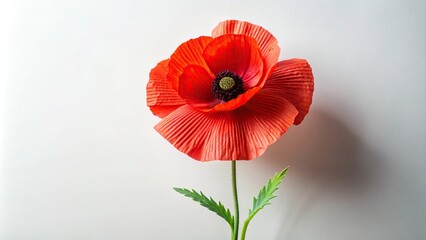 Obraz premium Forced perspective of single poppy paper flower made from crepe paper