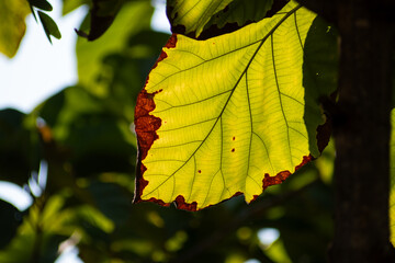 Leaves are touched by the morning sunlight.