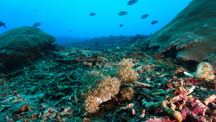 Underwater photo of beautiful and colorful soft corals. From a scuba dive in Bali, Indonesia, Asia.