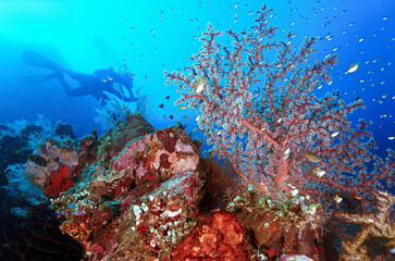Underwater photo and scenery of a scuba diver with beautiful and colorful corals. From a scuba dive in Bali, Indonesia, Asia.
