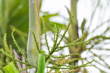seed of betel palm or betel nut or seed of palm