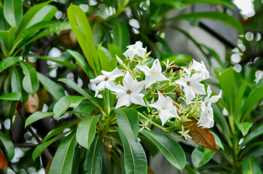 Cerbera Odollam Gaertn or Apocynaceae or pong pong and flowers