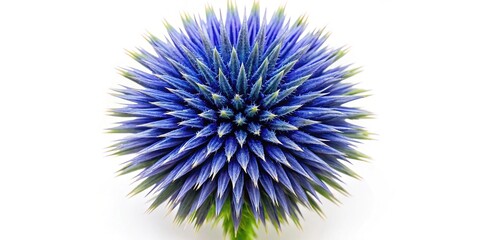 Aerial view of striking Echinops bannaticus blue globe thistle flower, elegantly displayed on a white background, perfect for design and decorative purposes.