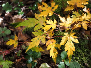 高原の落葉広葉樹林の林床で、木もれ日に照らされたコミネカエデの黄葉