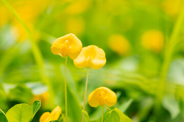Arachis pintoi Krapov. W.C. Greg. Close up view of Amarillo Peanut flower the petals are yellow...