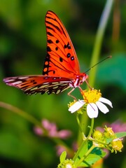 butterfly on flower