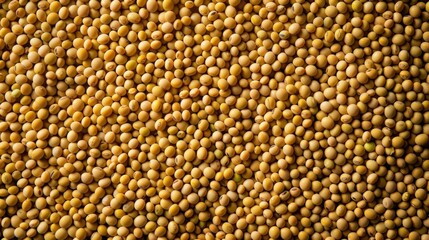 Background full of Soybean. Product photography. Soybean background.