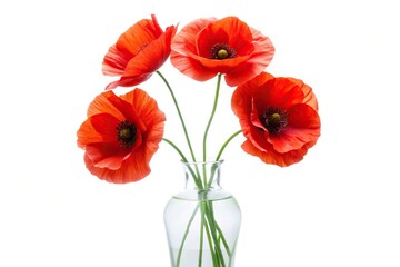 Obraz premium Four delicate red poppies in glass vase isolated on white background