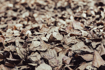Fallen brown autumn leaves outdoors