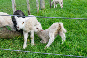 Obraz premium Lambs