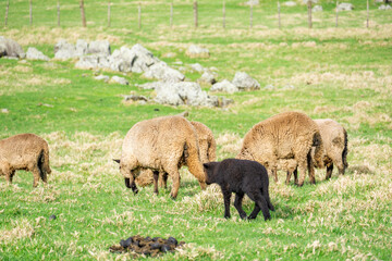 Fototapeta premium Lambs