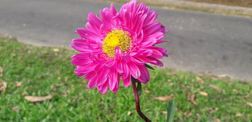 pink flower