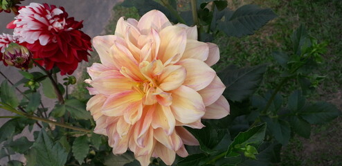orange flower in the garden