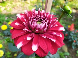 red dahlia flower