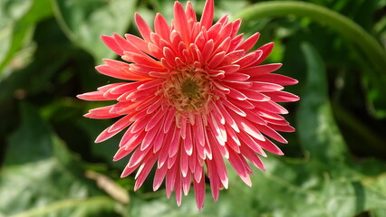 red dahlia flower in garden