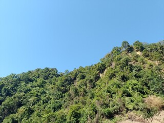 trees in the mountains