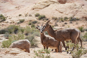 Fototapeta premium Valley of Fire Bighorn