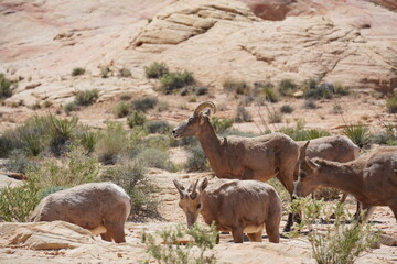 Valley of Fire Bighorn