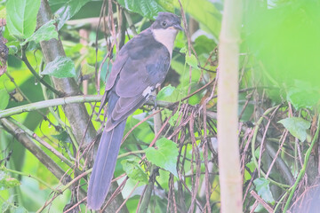 Jacobin Cuckoo,