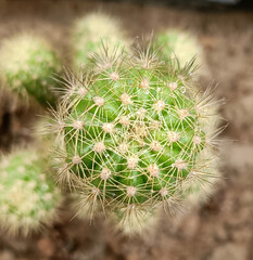 cactus close up by OnePlus