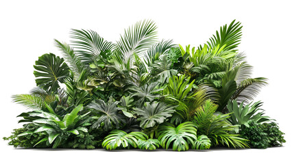 Obraz premium Tropical plant pile on transparent. Stock style. Lush foliage, rainforest exotica. High res, PNG.