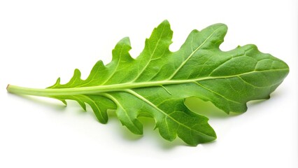 Fresh green rucola or arugula leaf isolated on white background macro shot