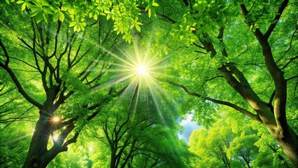 Fresh green trees shining in sunlight