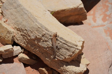 Valley Of Fire Nevada