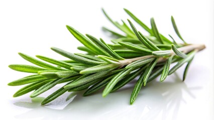 Fototapeta premium Fresh rosemary leaves isolated on white background Extreme Close-Up