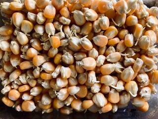 Heap of corn seeds background