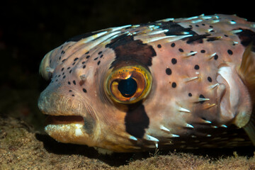 Balloonfish