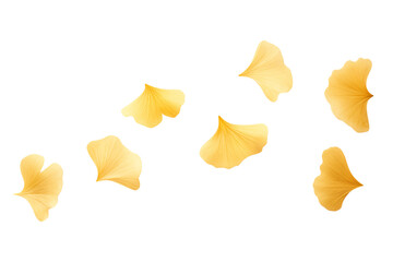 Naklejka premium Levitation of leaves of the ginkgo biloba tree isolated on a transparent background.