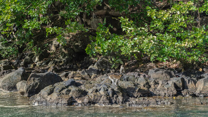 Tropical green vegetation grows on the rocky coast of the river. Monkeys walk on boulders by the water. Mauritius. Grand River South East 
