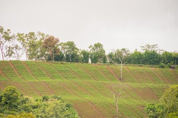 Morning Mist Over Green Hills
