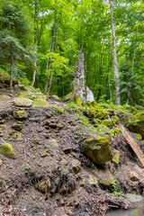 Fototapeta premium nature park , spring mood and a walk through the forest on a sunny day