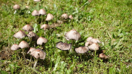Lawn or field mushroom naturally grow in Lawn of Australia, fungi that lives in the soil.